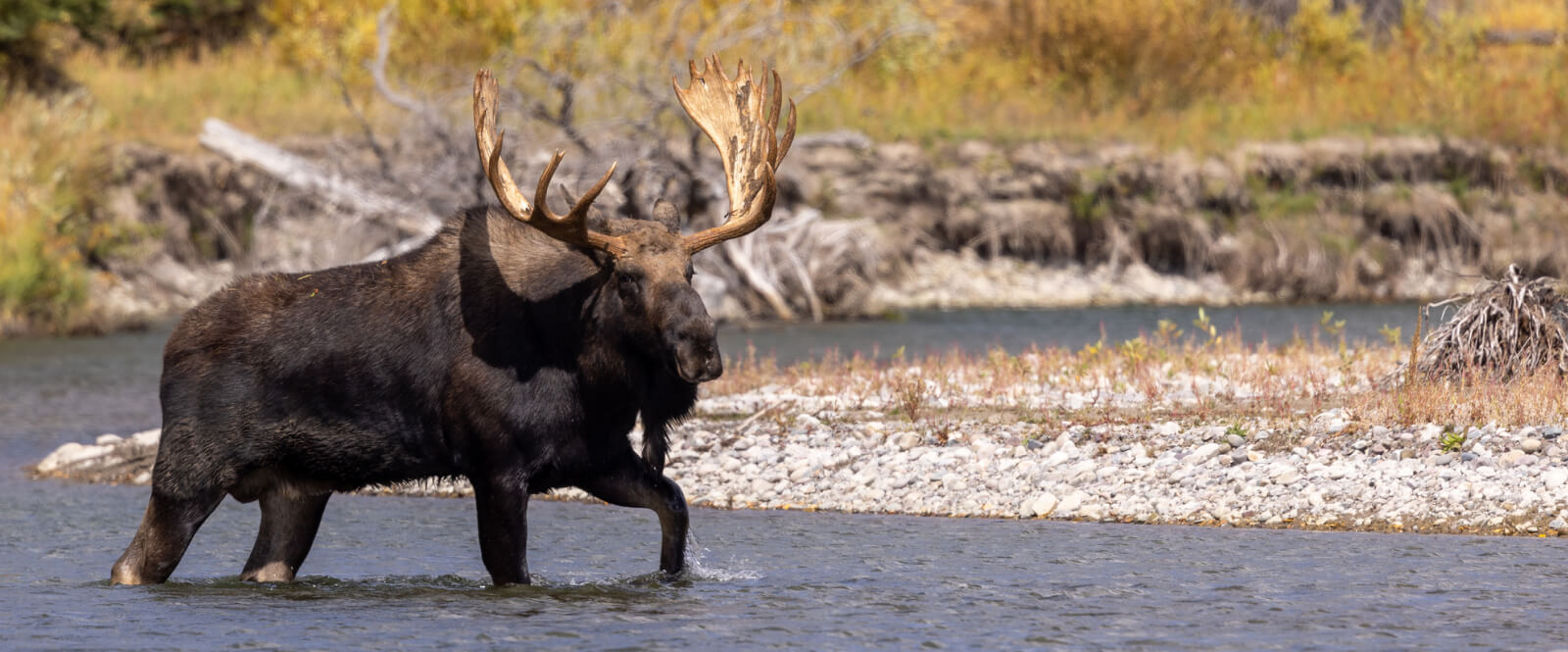 A moose walking through a shallow river